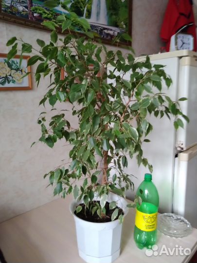 Фикус бенджамина