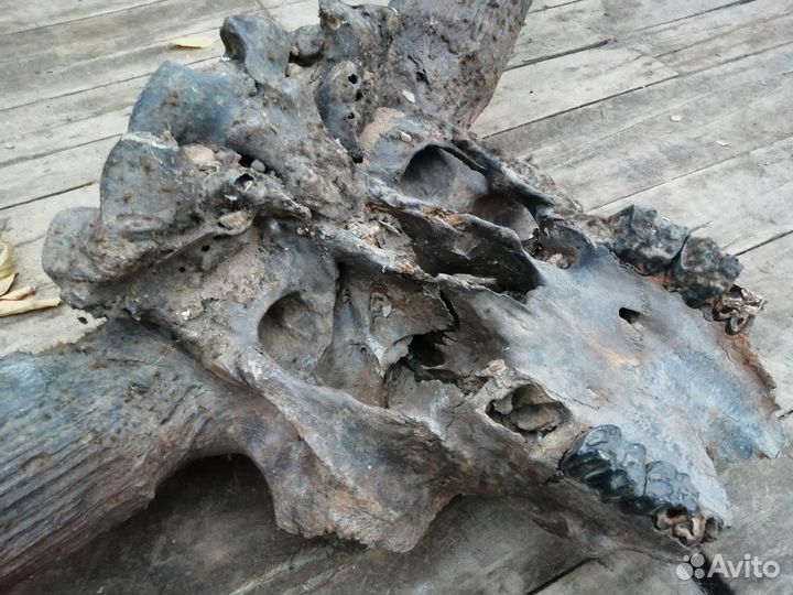 Череп ископаемого бизона. Древний бизон. Череп