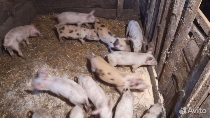 Поросята