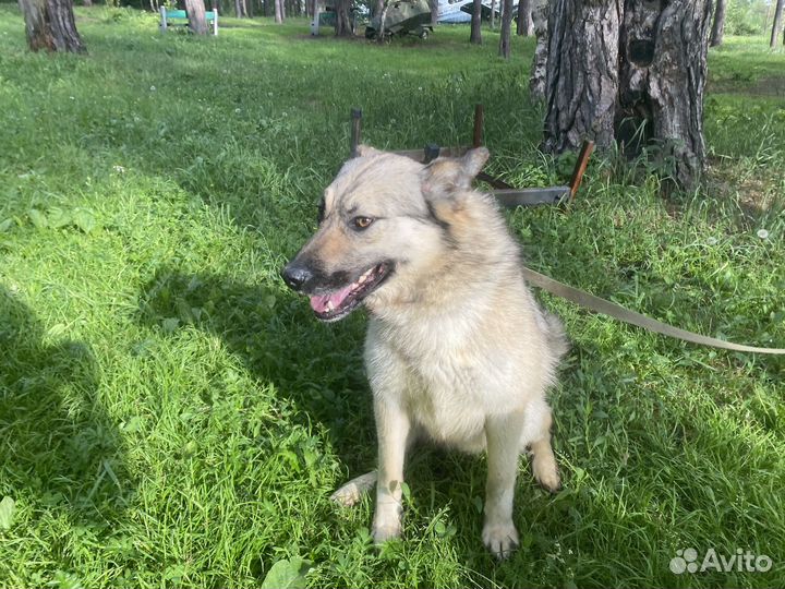 Собака - крупная