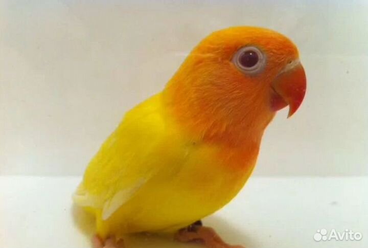 Неразлучники птенцы