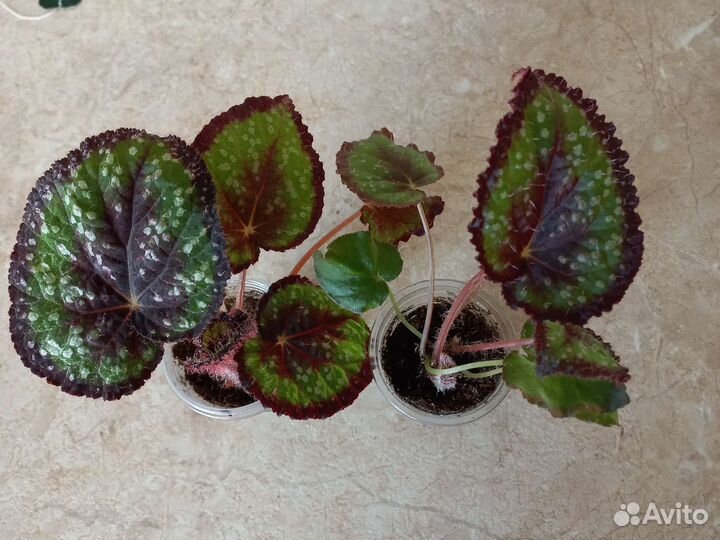 Сортовые бегонии