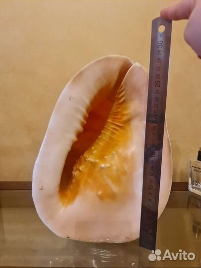 Ракушка огромная