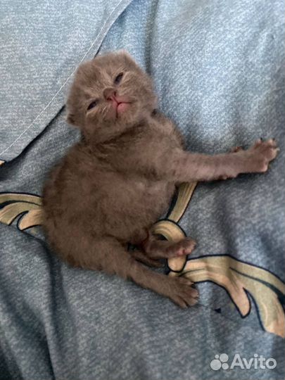 Котята