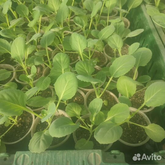 Рассада овощей