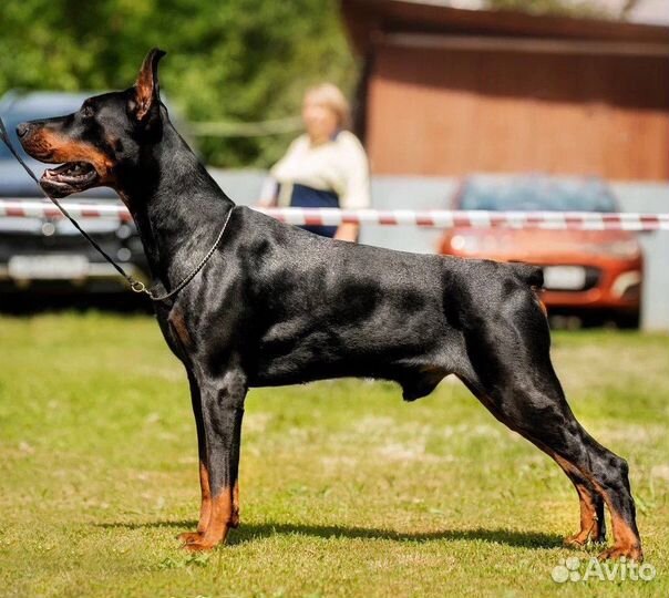 Щенки добермана