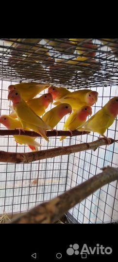 Попугайчики Неразлучники,Волнистые