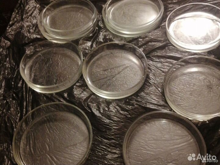 Чашка петри