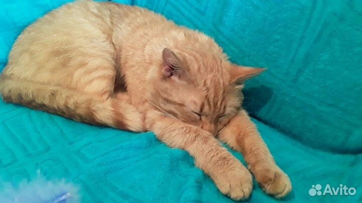 Котята «Рыжая Карамель» в дар в добрые руки