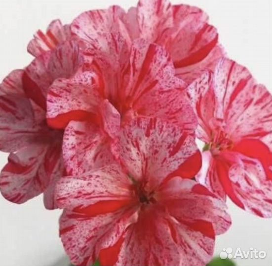 Пепперминт твист. Пеперминт твист герань. Герань пепперминт твист. Пепперминт твист. Пепперминт твист пеларгония.