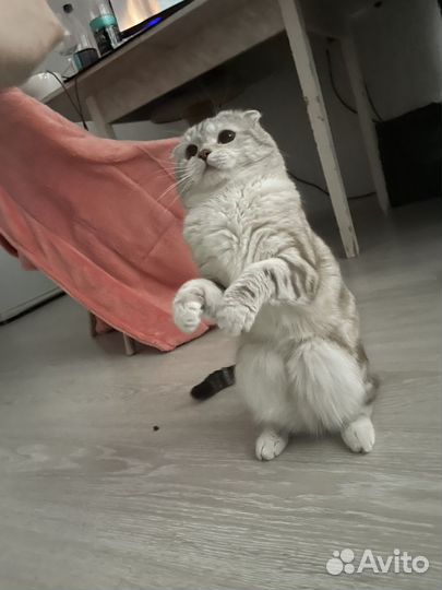 Шотландский кот вязка