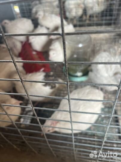 Перепела продажа