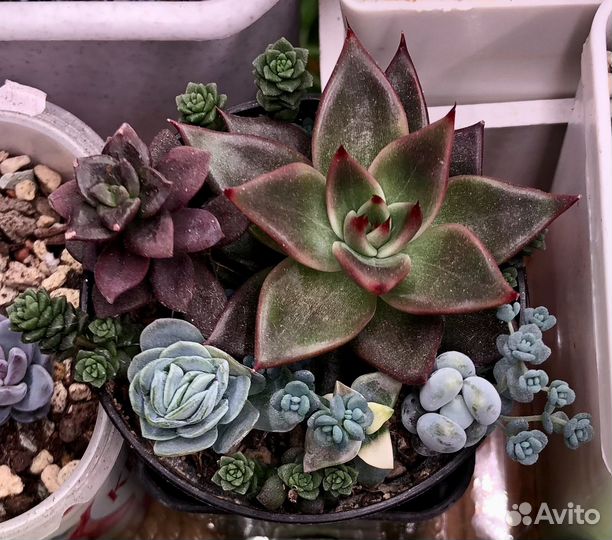 Садик из суккулентов