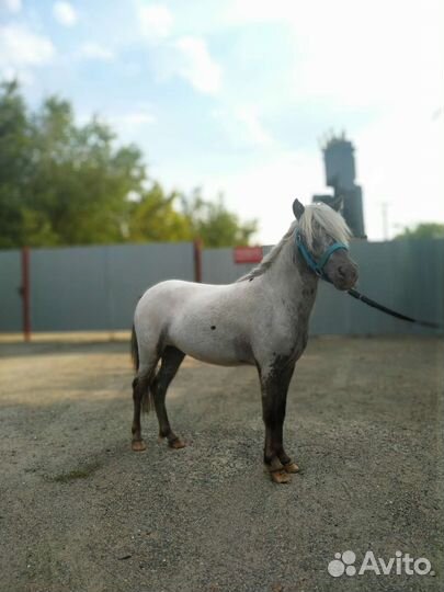 Лошади аппалуз