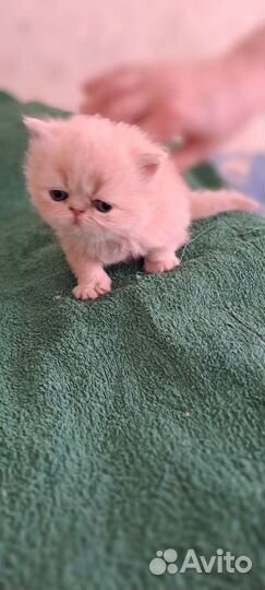 Персидская кошка