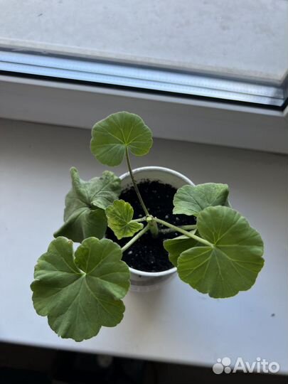 Пеларгония герань