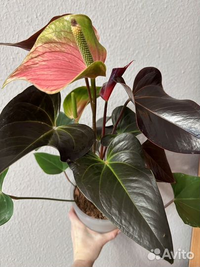 Антуриум рейнбоу чемпион