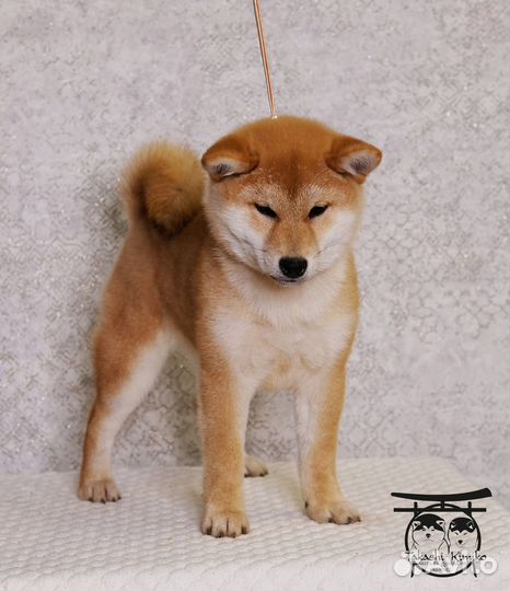 Девочка Сиба