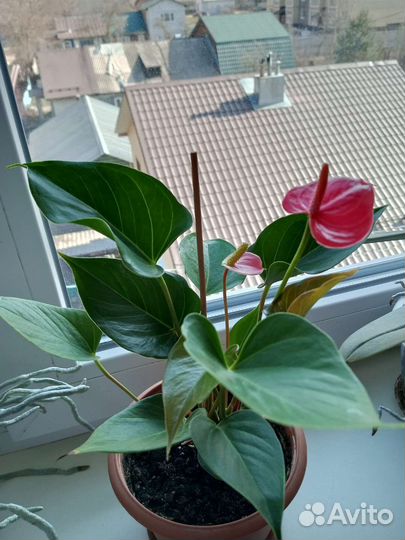 Антуриум розовый и красный