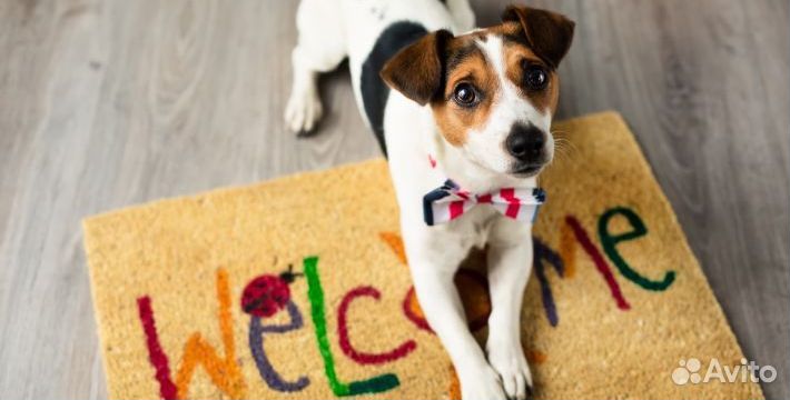 Догситтер. Передержка собак выходного дня