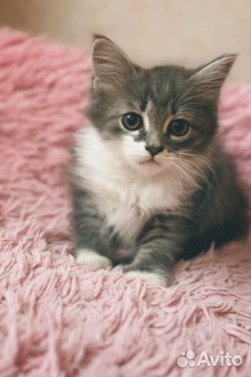 Котенок в добрые руки