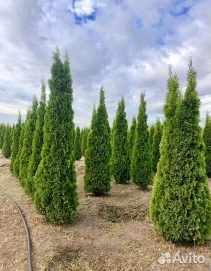 Туя смарагд саженцы