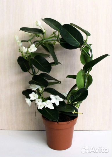 Стефанотис