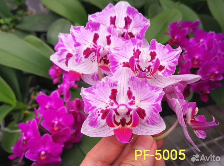 Орхидея фаленопсис