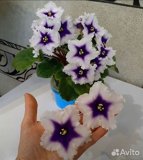 Сортовые фиалки