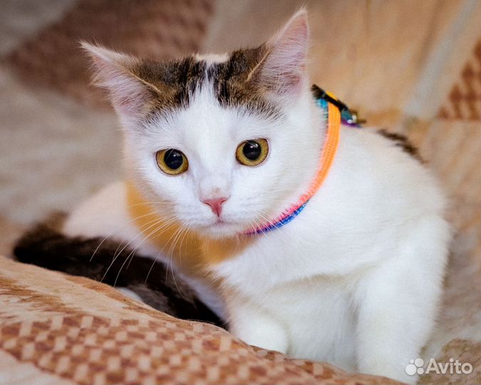 Белая кошка котенок