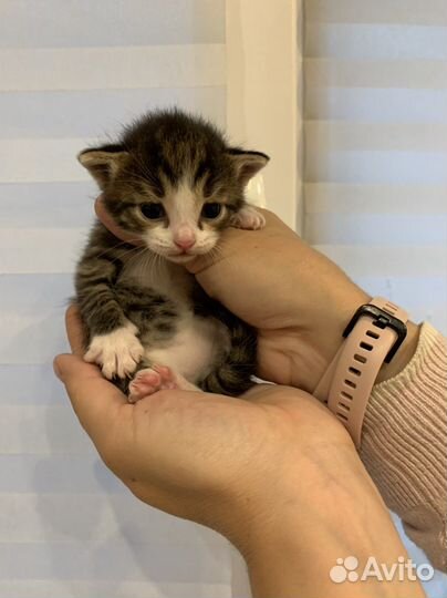 Котята в добрые руки бесплатно