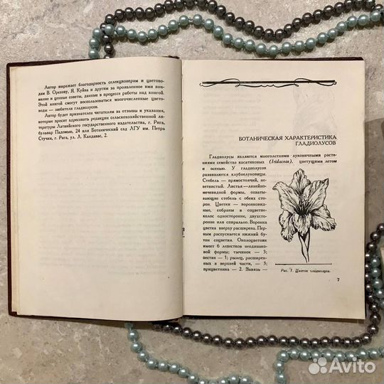 Гладиолусы, Адольф Зоргевиц, 1961 год