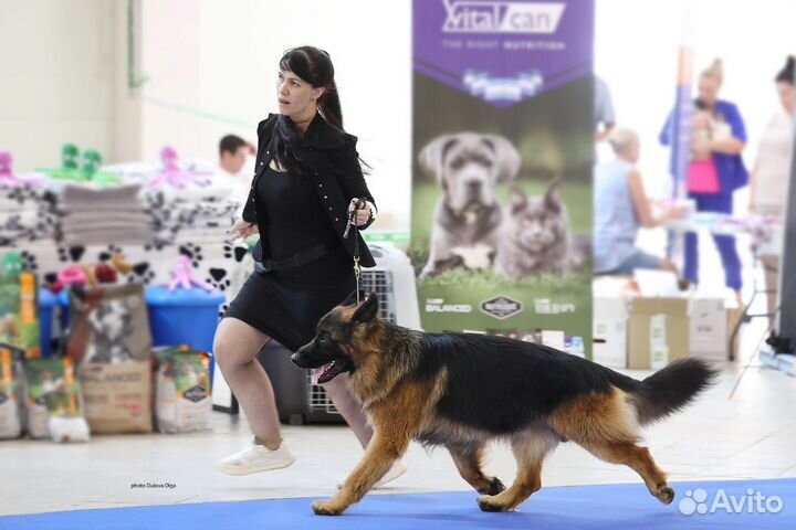 Немецкая овчарка д/ш вязка