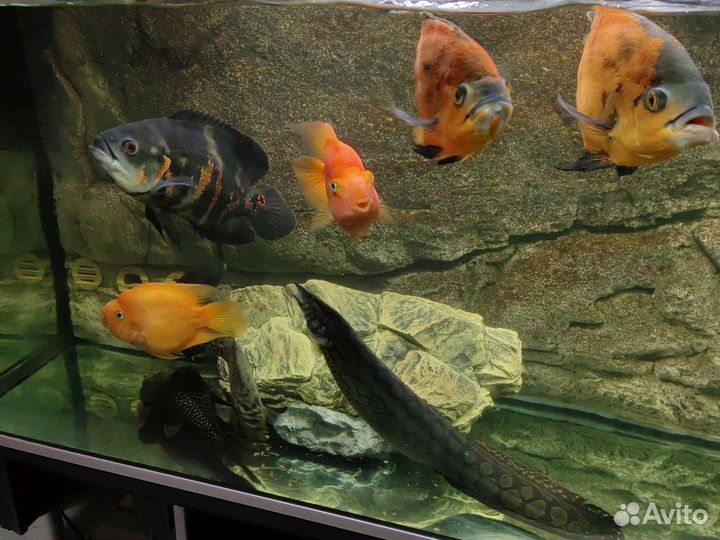 Рыбы, аквариумы