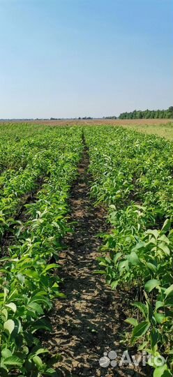 Орех грецкий «Идеал»