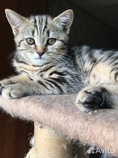 Шотландские вислоухие котята