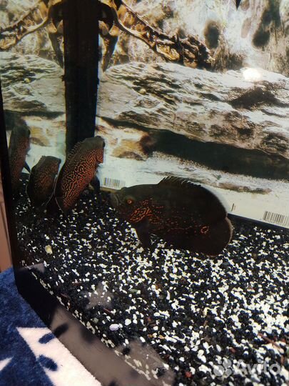 Астронотусы