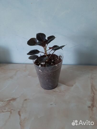 Комнатные цветы Бальзамины или Ванька мокрый