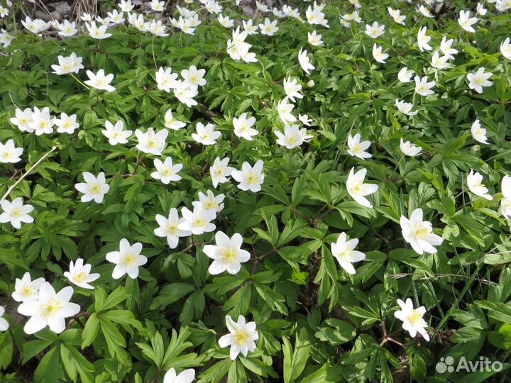 Многолетние садовые цветы, юкка, сирень