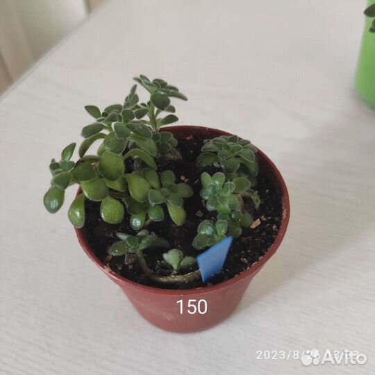 Аихризон, хатиора, очиток Моргана