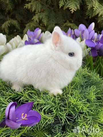 Кролик гермилин (Беби фейс )