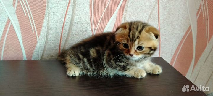Шотландская кошечка