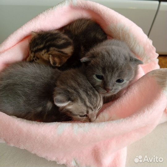 Шотландская вислоухая