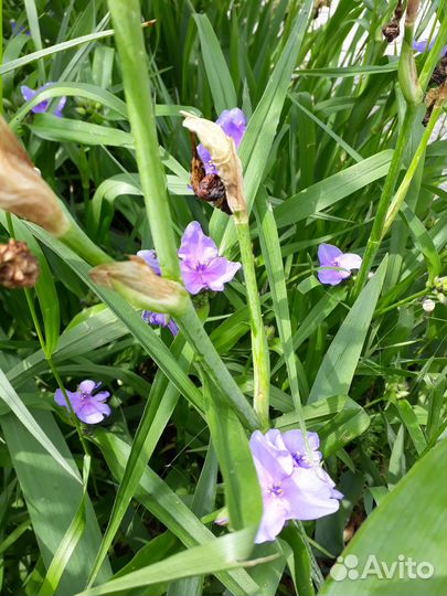 Традесканция виргинская 3 цвета