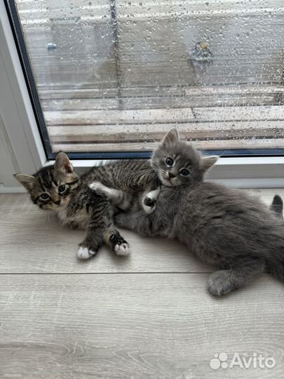 Котята в добрые руки даром