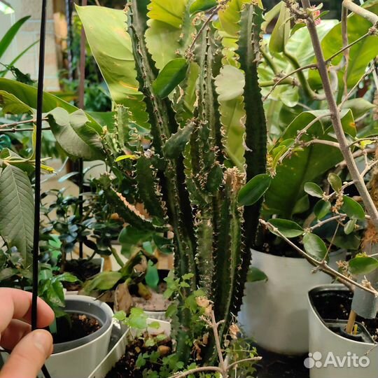 Молочай трехгранный