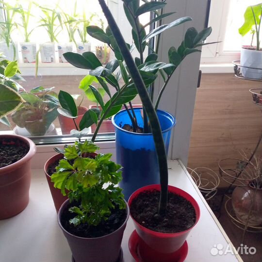 Фикус бенджамина пестролистный