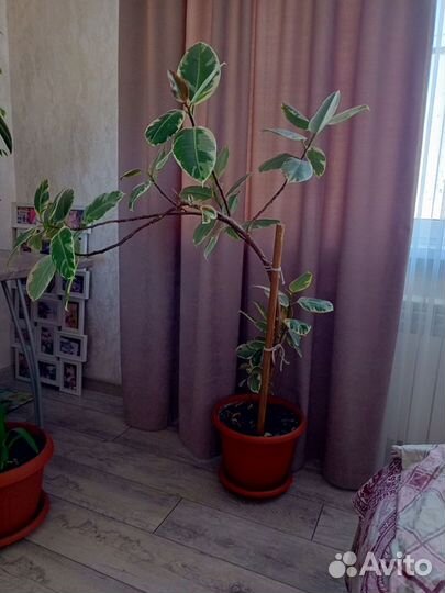 Цветы офисные