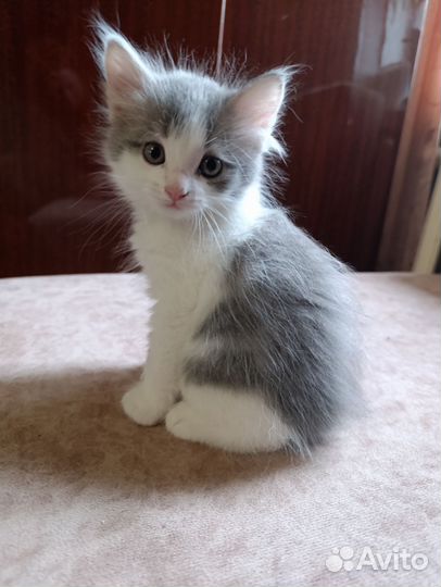 Котята полтора месяца