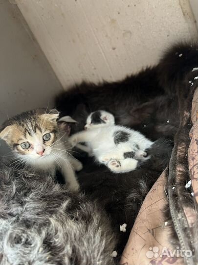 Котята в добрые руки